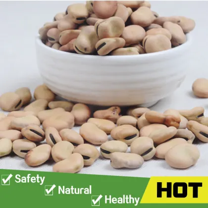 Organic driedn broad beans price
