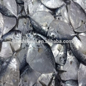 WR moonfish frozen moon fish for sale