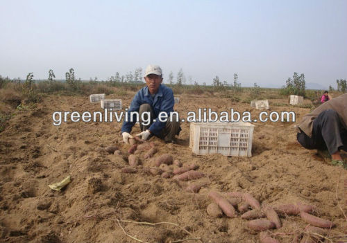 2012 new crop fresh sweet potatoe