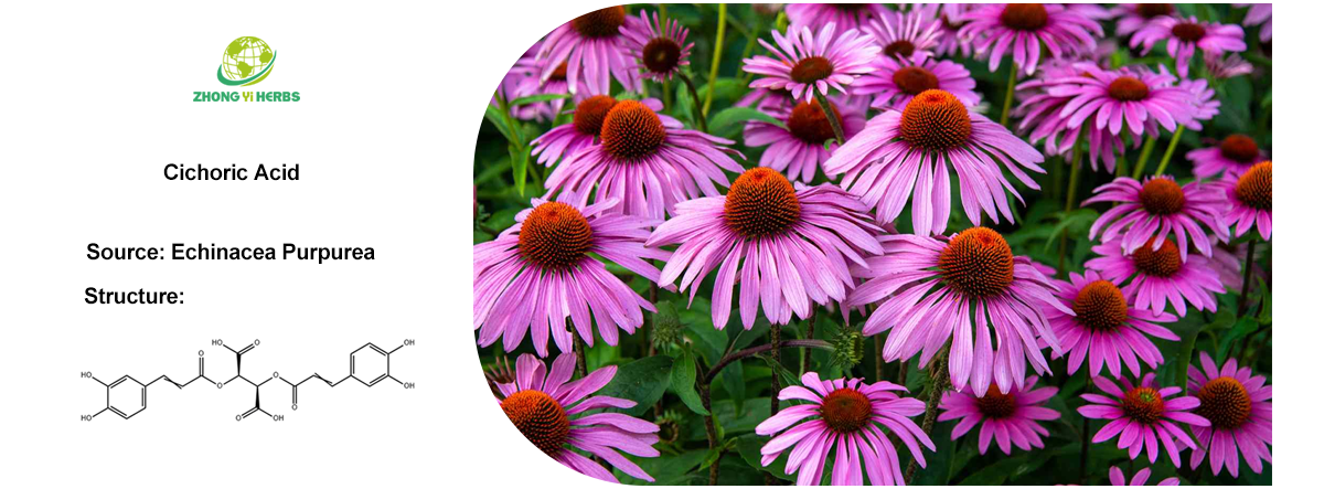 Echinacea