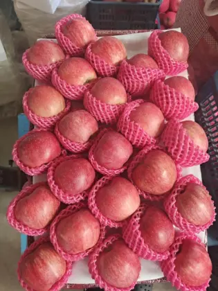 Full Color Good Quality Red Star Apple