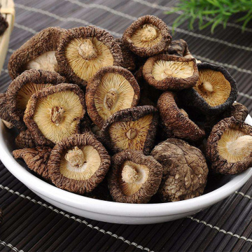 Dry Oak Tree Shiitake Mushroom Wholesale