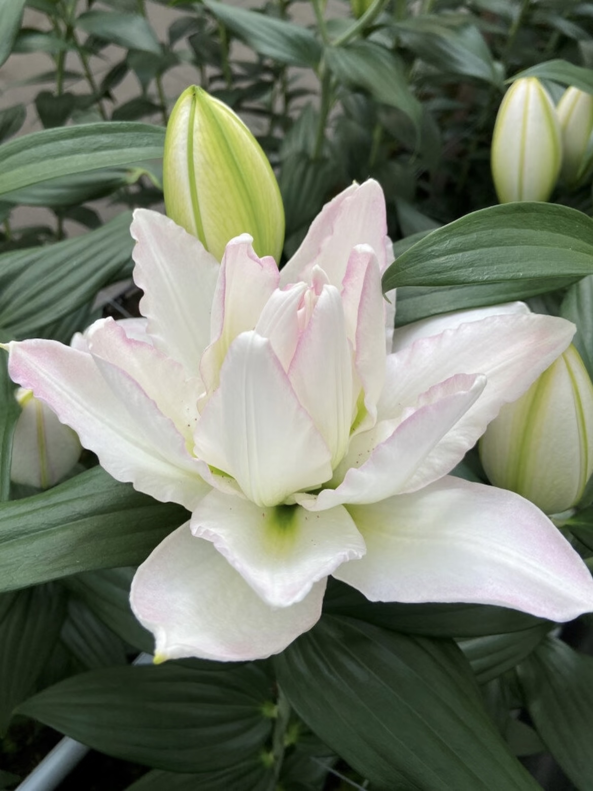 Canova Double petal lily3