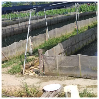 Bullfrog Breeding Purse Seine Techniques