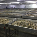 Hochwertige IQF -Baby -Muscheln mit Muschel