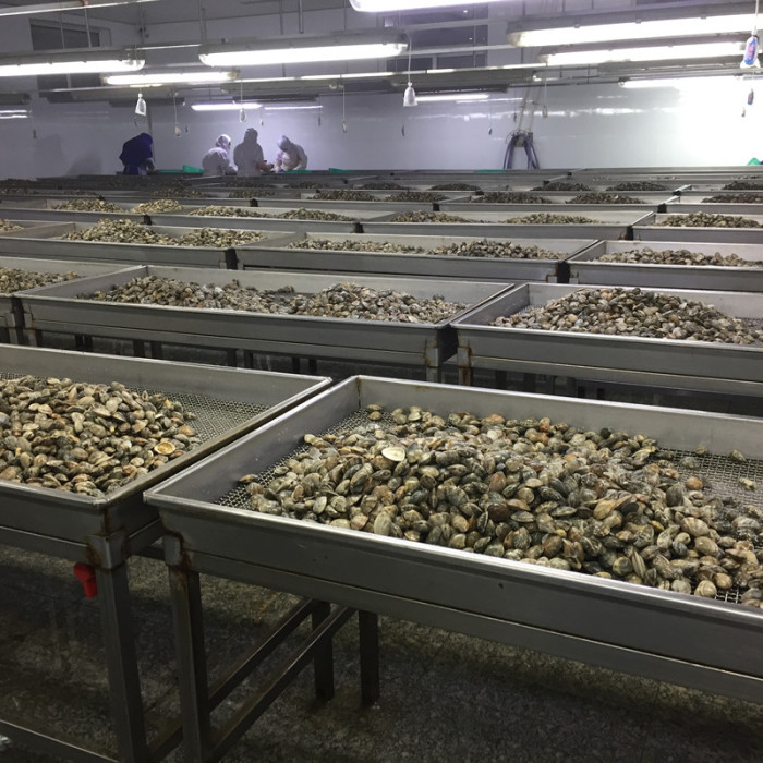Hochwertige IQF -Baby -Muscheln mit Muschel