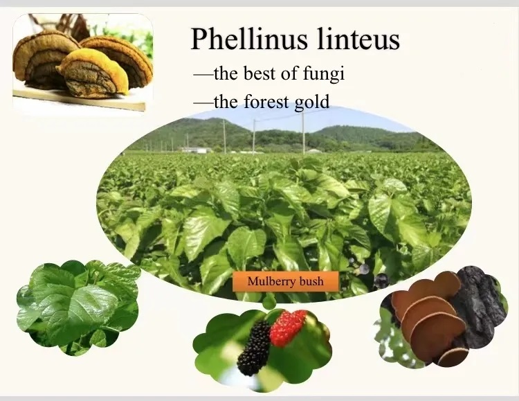 Healthcare Supplement Sugar Free Immune Support Phellinus Linteus Extract Energy Boost Phellinus Linteus Extract Oral Liquid