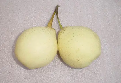 Good Quality of Ya Pear in the North