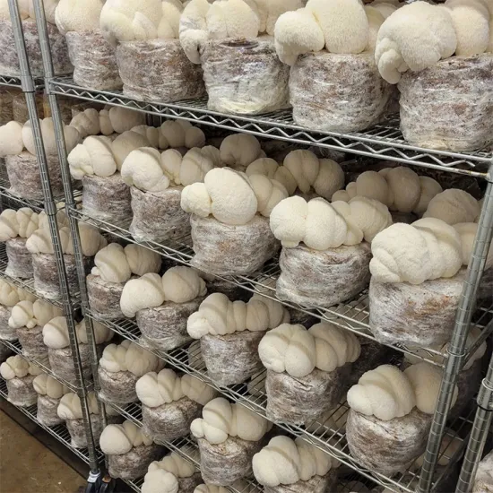Button Mushroom Growing Shelves with Low Price