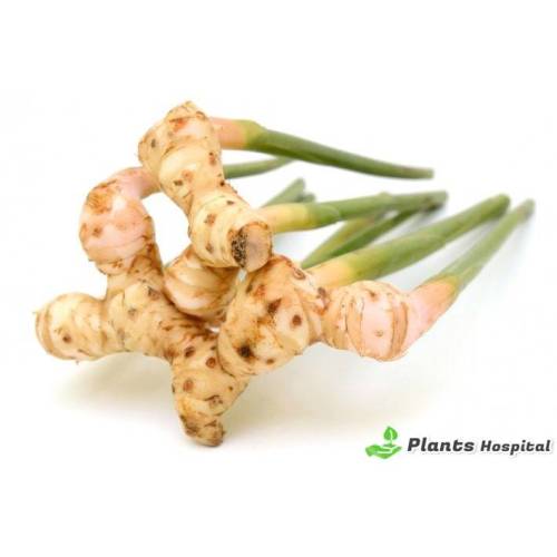 Pure Natural Galangal Extract