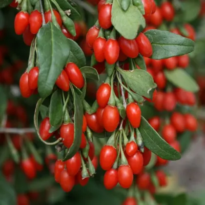 Dark Red Goji Berry/high standard oval goji berry