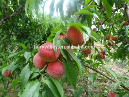 Fruit Tree Seeds Big Sweet Peach Seeds For Planting