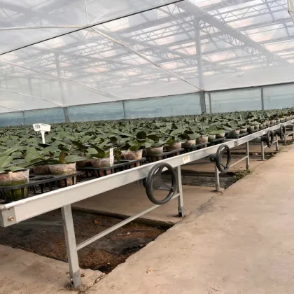 Moth orchid Cultivating Glass Greenhouse for Agriculture