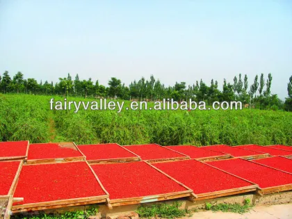 Competitive goji berry price fresh dried fresh goji berries in bulk for sale