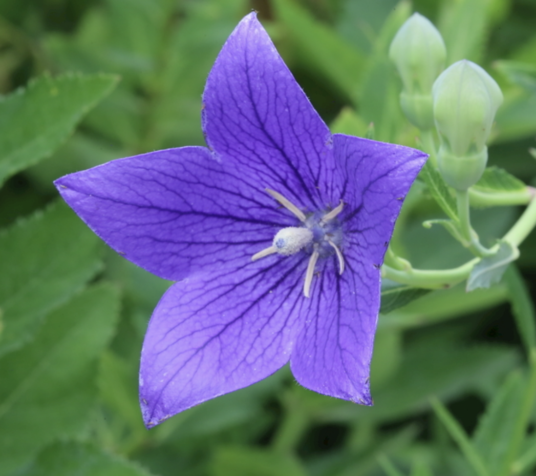 Platycodon Root Extract Powder Supplier