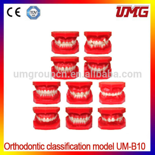 Orthodontic Classification Model Typodont Models, High Quality
