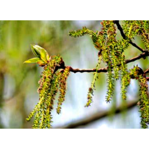 Organic Poplar Flower Extract: Pure Botanical Supplement for Wellness