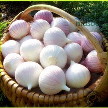 Wholesale Chinese Fresh garlic in bulk, Fresh Vegetables, good quality