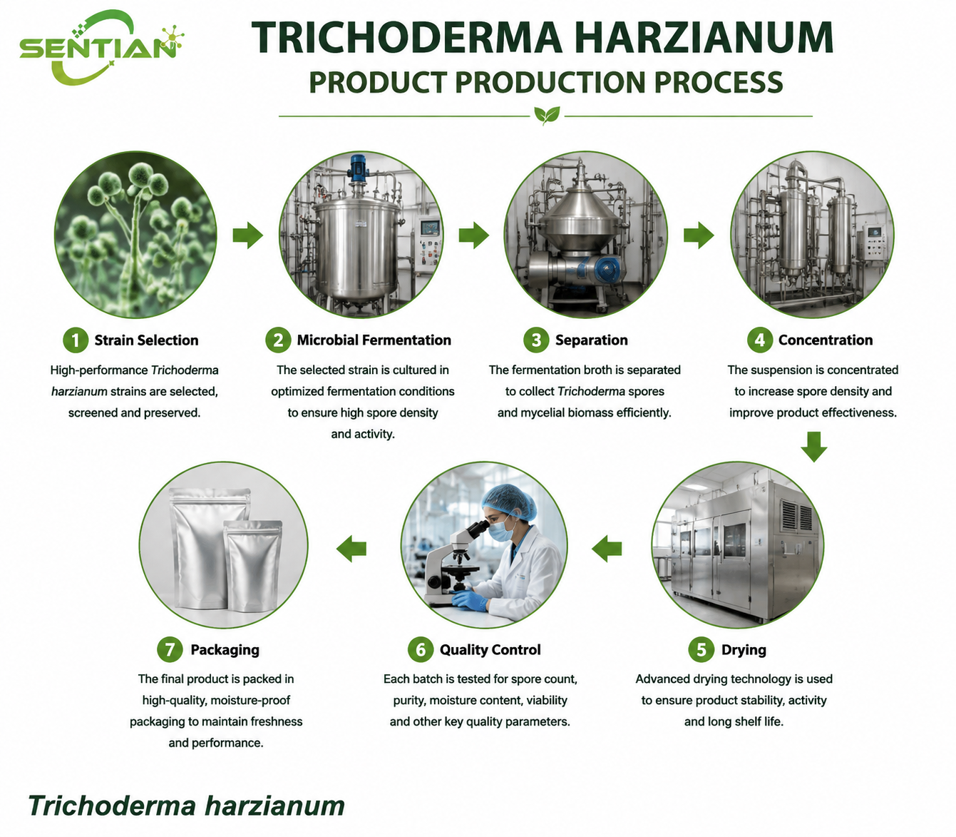 Trichoderma harzianum（1）