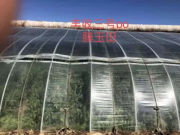 Greenhouse Plastic Film for Pepper