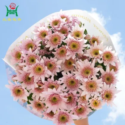 Mile Pink Spray Mums Flowers