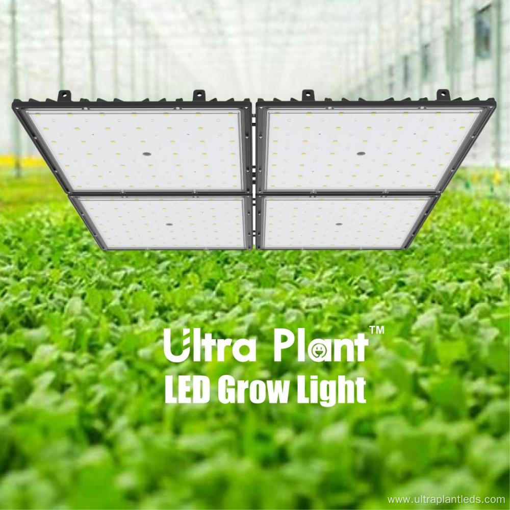 Enhanced 660nm LED Grow Light for Flowering