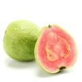 Hot Sale guava extract psidium guajava extract