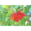 Myricetin Bayberry Bark Extract 98% Myricetin