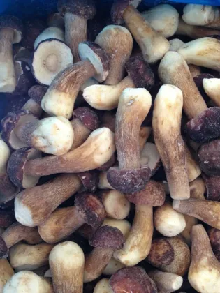 Delicious Fresh Boletus Mushroom