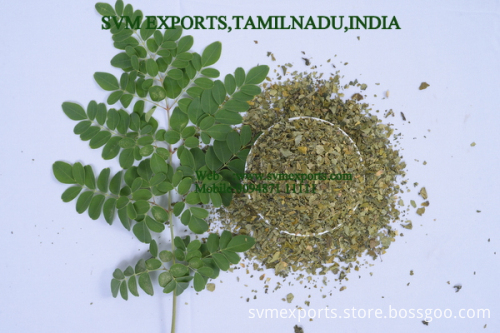 Moringa Teacut leaf Suppliers
