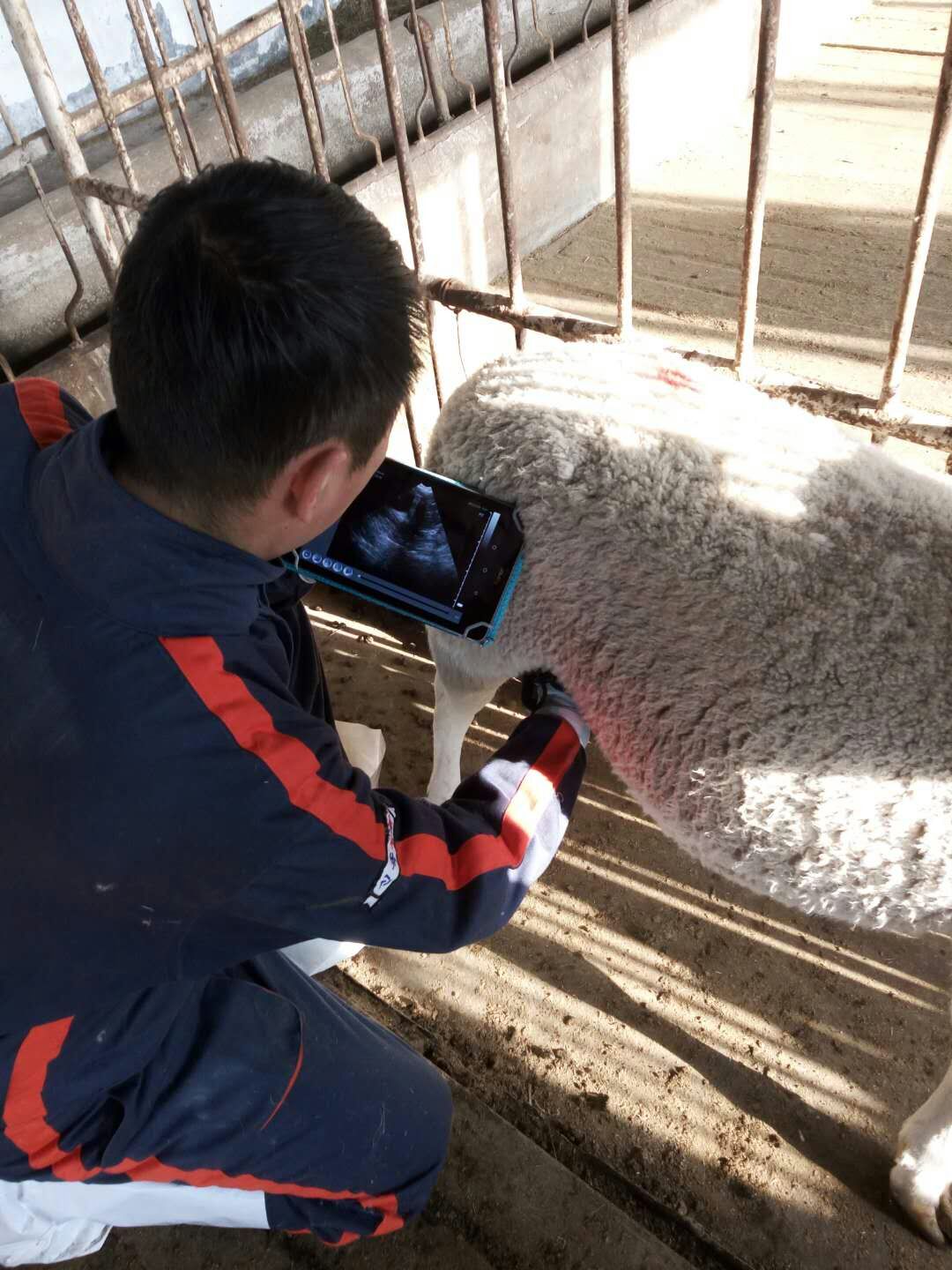 sheep pregnancy scanning equipment