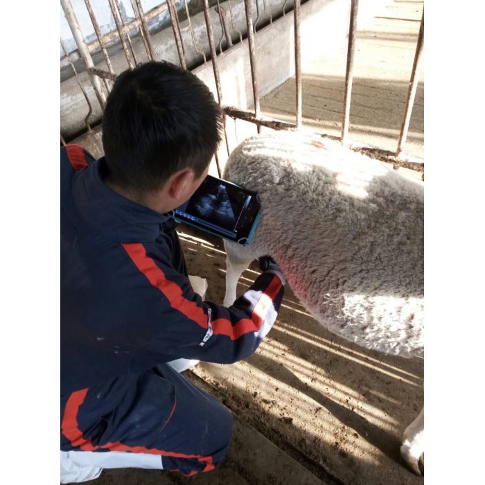 sheep pregnancy ultrasound equipment