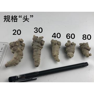 Thuốc thảo dược Panax Notoginseng