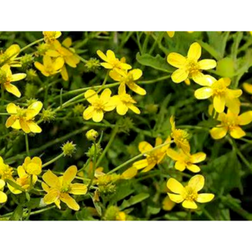 Supply 100% Natural Cat′ S Claw Extract Alkaloids