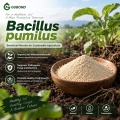 مسحوق بروبيوتيك Bacillus pumilus