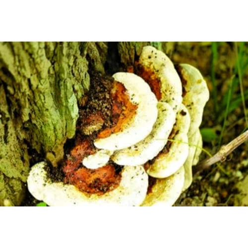 Natural Polysaccharides Trametes Robiniophila Extract