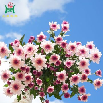 Nannong Danxin Multi-Color Spray Mums Flowers