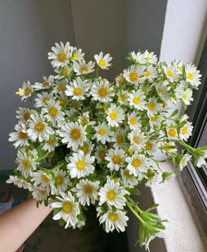 Mini Spray white chrysanthemum