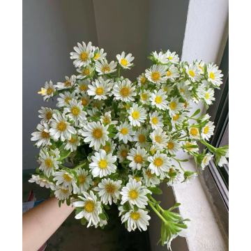 মিনি স্প্রে সাদা ক্রাইস্যান্থেমাম