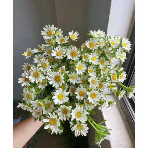 মিনি স্প্রে সাদা ক্রাইস্যান্থেমাম