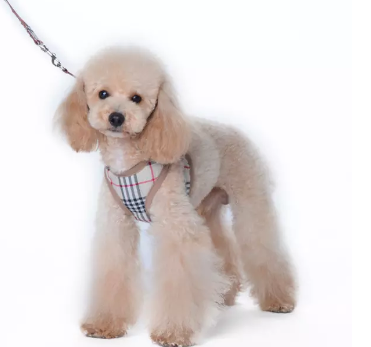 Puppy Dog Vest