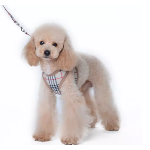 Cachorro que camina hacia el candando el arnés del perro