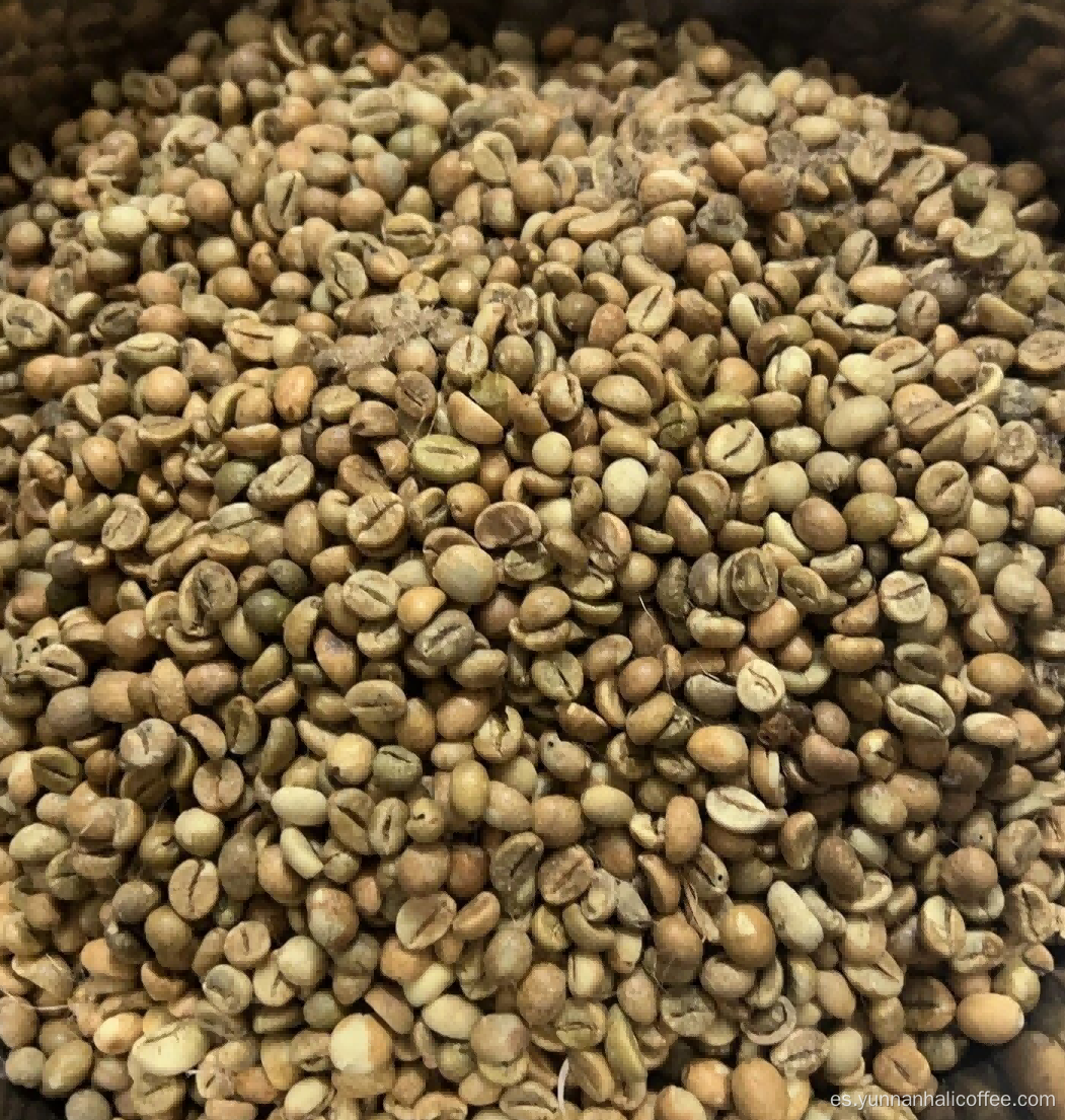 Judías verdes Hali Robusta