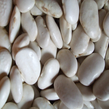 White Kidney Beans with Premium Quality