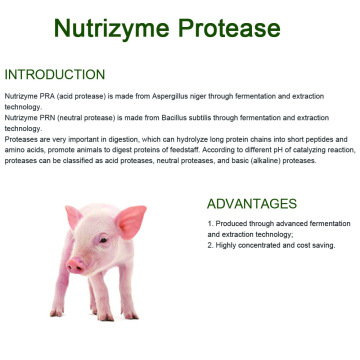 Protease for improving protein digestion of animals