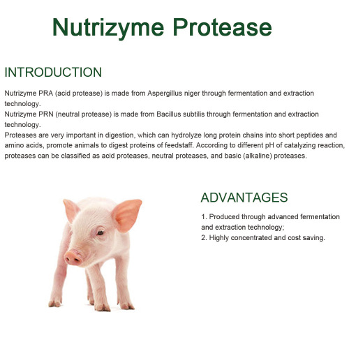 Protease để cải thiện tiêu hóa protein của động vật