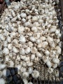 Zuivere witte knoflook op de Jordaanse markt