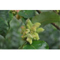 Gallinsäure 98% Pulver Gallnut Extract CAS 149-91-7