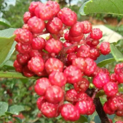 sichuan pepper red tea