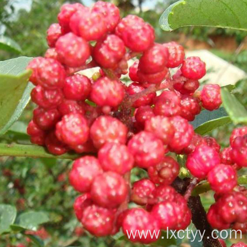 sichuan pepper red tea